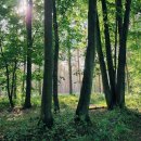 자연.이미지 이미지