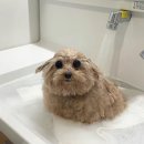 주문마트 이미지