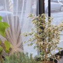 빵먹는 코끼리 이미지