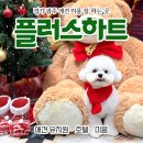 하트애견미용실 | 경기 광주 애견미용 잘 하는 곳 : 플러스하트