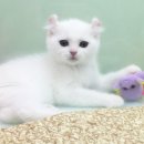 제주 헬로우펫 이미지