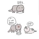영동족발양재 이미지
