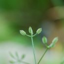 사상자류 열매로 비교보기(사상자, 개사상자, 긴사상자, 벌사상자, 갯사상자) 이미지