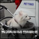 안녕펫택시 이미지
