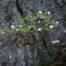 소백별서 이미지