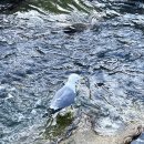 오리들2길 이미지