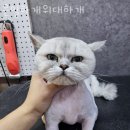 은밀하개위대하개 이미지