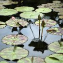 연못가든 이미지