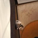 꼬미드림 이미지