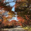 내장산 관광안내소 | [정읍/단풍구경] 🍁내장산 당일치기 일정 꿀팁 공유!!