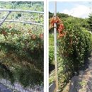 장수송천로 이미지