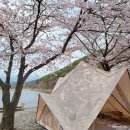 벚꽃 캠핑을 즐기는 서울 근교 캠핑장 이미지
