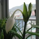 유카리스 이미지