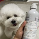 블리스캣 이미지