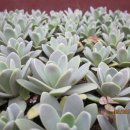 연화농장 이미지