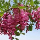 천년약속 이미지