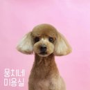 뭉치네 미용실 이미지