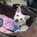 댕댕이 애견샵 이미지