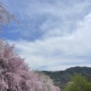 거창군남상면임불보건진료소 | 거창 가볼만한 곳, 거창 임불마을 수양벚꽃