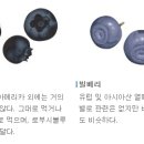 오션블루베리