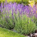 잉글리시 라벤더 키우기 이미지