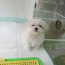 슈가허니 이미지