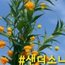 샌더소니아샵