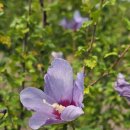 쌍암동산 이미지