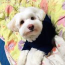 아이펫살롱 이미지