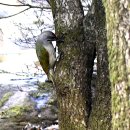 딱따구리 이미지
