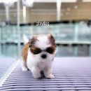 멍품 강아지분양 본점 | 파주강아지분양 플레이독 파주본점 방문 후기｜직접 다녀와본 솔직한 분양 이야기