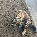 냥냥이 캔따개 이미지