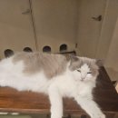 고양이사랑채 이미지