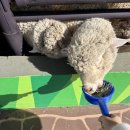 개롱공원2(놀이터)화장실 | 거제 아이와 가볼만한곳 숲소리공원, 양떼목장 놀이터 모노레일 방문 후기