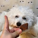 강아지 초콜릿 먹었을때 루다의 치료 후기