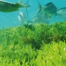 블루사이언스 이미지