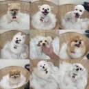 베리펫살롱 이미지
