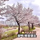 상서재마당근린공원 | 평택 동삭동 강아지와 산책하기 좋은 벚꽃명소 추천