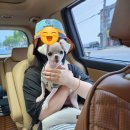 양평애견택시 이미지