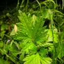 자연과 건강(산야초 이야기) | 산야초 약성을 찾기 전에, 먼저 안전부터 배우는 이유