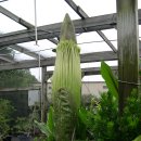 시체꽃(corpse flower) 이미지