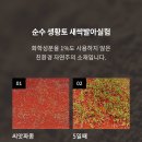 까리노 이미지