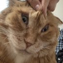 온다메드 | 신논현역 피부과/ 고주파 레이저 덴서티하이팁 300샷 + 리니어지 300샷 내돈내산 솔직후기 / 결혼 D-30♥