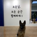 올리스 이미지