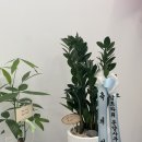 일광명문유도관