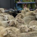 양떼마트 이미지