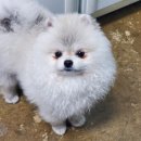 펫월드 경산임당점 네이버블로그