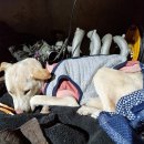 우쭈쭈 내강아지 이미지