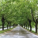 청주가로수길 이미지