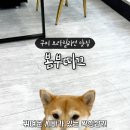 봄부띠크 이미지
